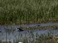 Correlimos falcinelo - Calidris falcinellus - Territ becadell