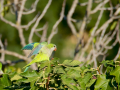 Cotorra Argentina