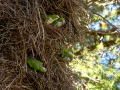 Cotorra Argentina - Myiopsitta monachus - Cotorreta pitgrisa