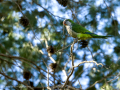 Cotorra Argentina - Myiopsitta monachus - Cotorreta pitgrisa
