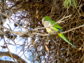 Cotorra Argentina - Myiopsitta monachus - Cotorreta pitgrisa