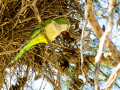Cotorra Argentina - Myiopsitta monachus - Cotorreta pitgrisa