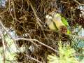 Cotorra Argentina - Myiopsitta monachus - Cotorreta pitgrisa