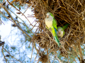 Cotorra Argentina - Myiopsitta monachus - Cotorreta pitgrisa