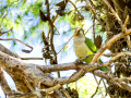 Cotorra Argentina - Myiopsitta monachus - Cotorreta pitgrisa