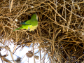 Cotorra Argentina - Myiopsitta monachus - Cotorreta pitgrisa
