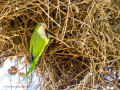 Cotorra Argentina - Myiopsitta monachus - Cotorreta pitgrisa