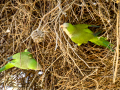 Cotorra Argentina - Myiopsitta monachus - Cotorreta pitgrisa