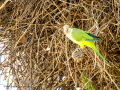 Cotorra Argentina - Myiopsitta monachus - Cotorreta pitgrisa