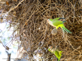 Cotorra Argentina - Myiopsitta monachus - Cotorreta pitgrisa