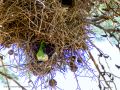 Cotorra Argentina - Myiopsitta monachus - Cotorreta pitgrisa