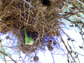 Cotorra Argentina - Myiopsitta monachus - Cotorreta pitgrisa
