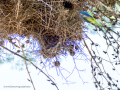 Cotorra Argentina - Myiopsitta monachus - Cotorreta pitgrisa