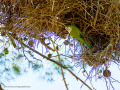 Cotorra Argentina - Myiopsitta monachus - Cotorreta pitgrisa