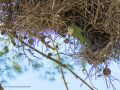 Cotorra Argentina - Myiopsitta monachus - Cotorreta pitgrisa
