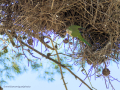 Cotorra Argentina - Myiopsitta monachus - Cotorreta pitgrisa