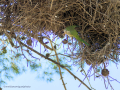 Cotorra Argentina - Myiopsitta monachus - Cotorreta pitgrisa