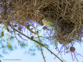 Cotorra Argentina - Myiopsitta monachus - Cotorreta pitgrisa