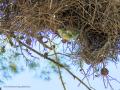 Cotorra Argentina - Myiopsitta monachus - Cotorreta pitgrisa