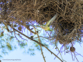 Cotorra Argentina - Myiopsitta monachus - Cotorreta pitgrisa