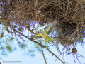 Cotorra Argentina - Myiopsitta monachus - Cotorreta pitgrisa