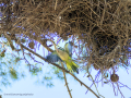 Cotorra Argentina - Myiopsitta monachus - Cotorreta pitgrisa