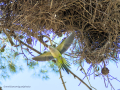 Cotorra Argentina - Myiopsitta monachus - Cotorreta pitgrisa