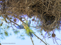 Cotorra Argentina - Myiopsitta monachus - Cotorreta pitgrisa