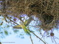 Cotorra Argentina - Myiopsitta monachus - Cotorreta pitgrisa