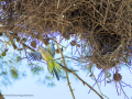 Cotorra Argentina - Myiopsitta monachus - Cotorreta pitgrisa