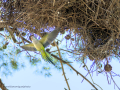 Cotorra Argentina - Myiopsitta monachus - Cotorreta pitgrisa