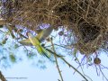 Cotorra Argentina - Myiopsitta monachus - Cotorreta pitgrisa