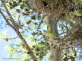 Cotorra Argentina - Myiopsitta monachus - Cotorreta pitgrisa