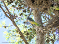 Cotorra Argentina - Myiopsitta monachus - Cotorreta pitgrisa