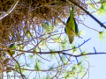 Cotorra Argentina - Myiopsitta monachus - Cotorreta pitgrisa