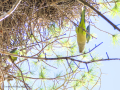 Cotorra Argentina - Myiopsitta monachus - Cotorreta pitgrisa