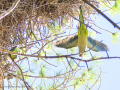 Cotorra Argentina - Myiopsitta monachus - Cotorreta pitgrisa