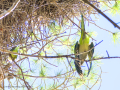 Cotorra Argentina - Myiopsitta monachus - Cotorreta pitgrisa