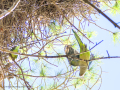 Cotorra Argentina - Myiopsitta monachus - Cotorreta pitgrisa