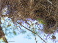 Cotorra Argentina - Myiopsitta monachus - Cotorreta pitgrisa