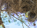 Cotorra Argentina - Myiopsitta monachus - Cotorreta pitgrisa
