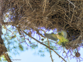 Cotorra Argentina - Myiopsitta monachus - Cotorreta pitgrisa