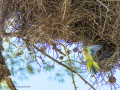 Cotorra Argentina - Myiopsitta monachus - Cotorreta pitgrisa