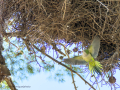 Cotorra Argentina - Myiopsitta monachus - Cotorreta pitgrisa