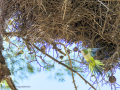 Cotorra Argentina - Myiopsitta monachus - Cotorreta pitgrisa