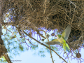 Cotorra Argentina - Myiopsitta monachus - Cotorreta pitgrisa