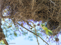 Cotorra Argentina - Myiopsitta monachus - Cotorreta pitgrisa