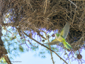 Cotorra Argentina - Myiopsitta monachus - Cotorreta pitgrisa