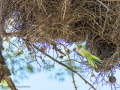 Cotorra Argentina - Myiopsitta monachus - Cotorreta pitgrisa