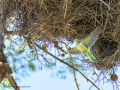 Cotorra Argentina - Myiopsitta monachus - Cotorreta pitgrisa